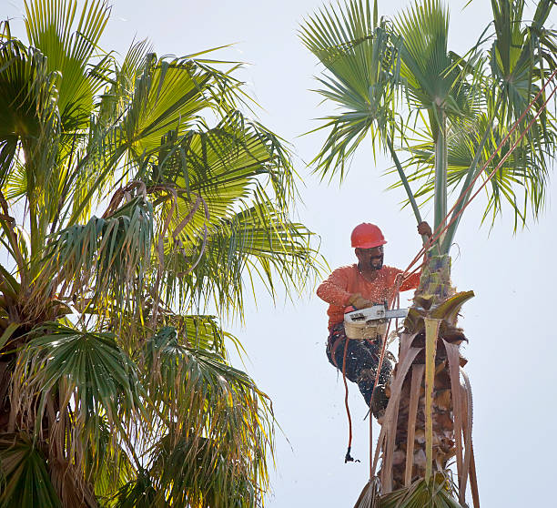 Palm Tree Trimming in Village Shires, PA